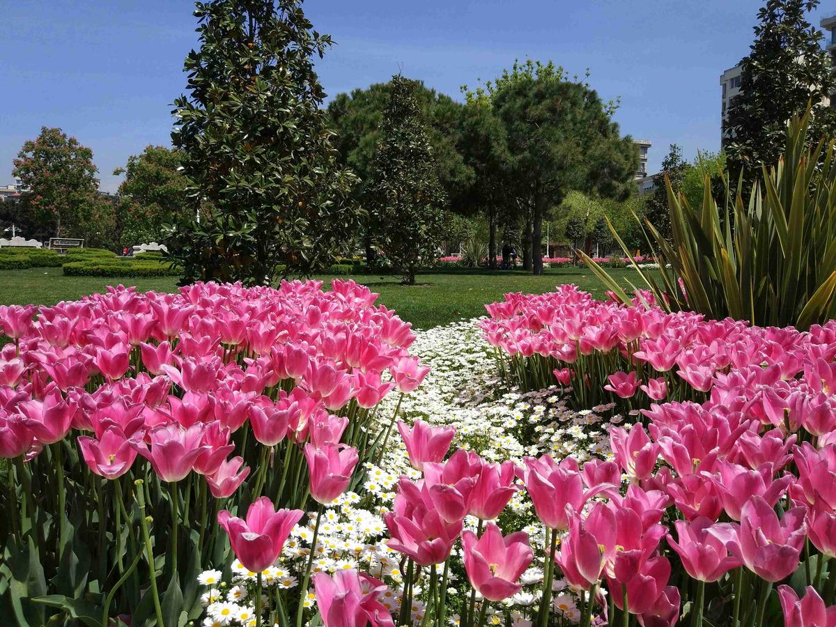 Vibrant Pink Tulips in Spring Park