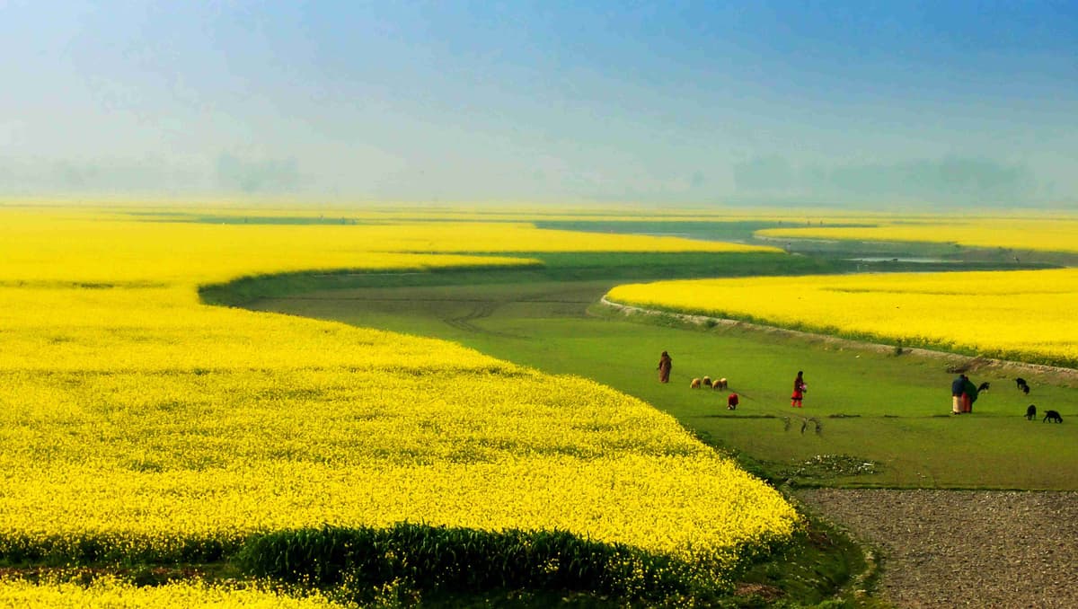 Câmpuri vibrante de muștar galben cu oameni și căi