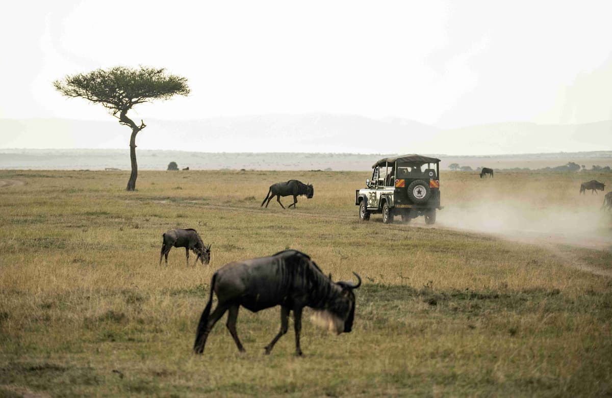Wildlife Safari Drive Amongst Wildebeests