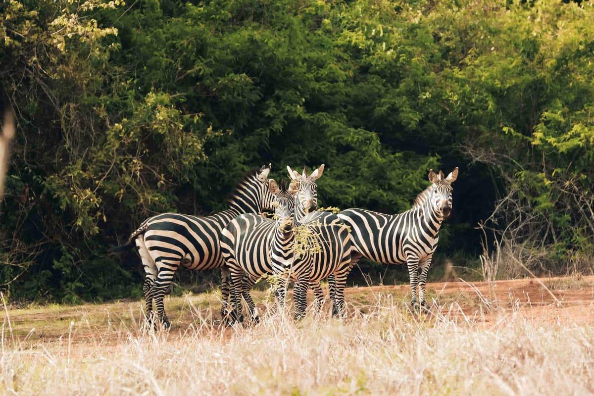 Zebras Grazing in Savannah