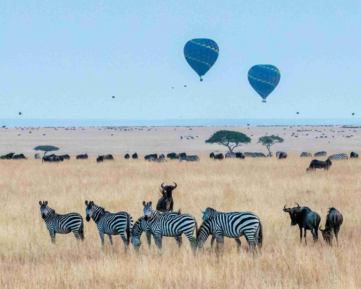 Zebras and Wildebeests with Hot Air Balloons in Savannah