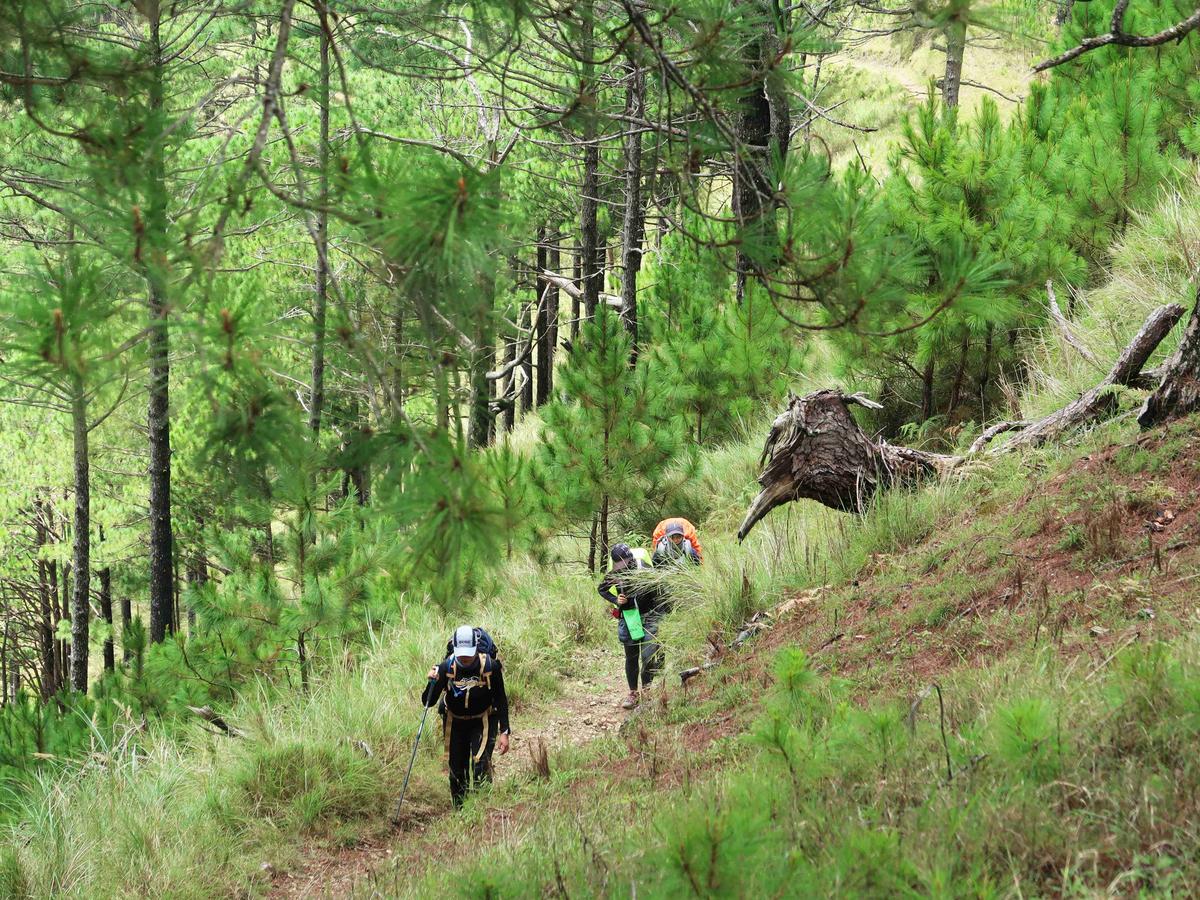 चीड़ के जंगल में ट्रैकिंग करते पैदल यात्री