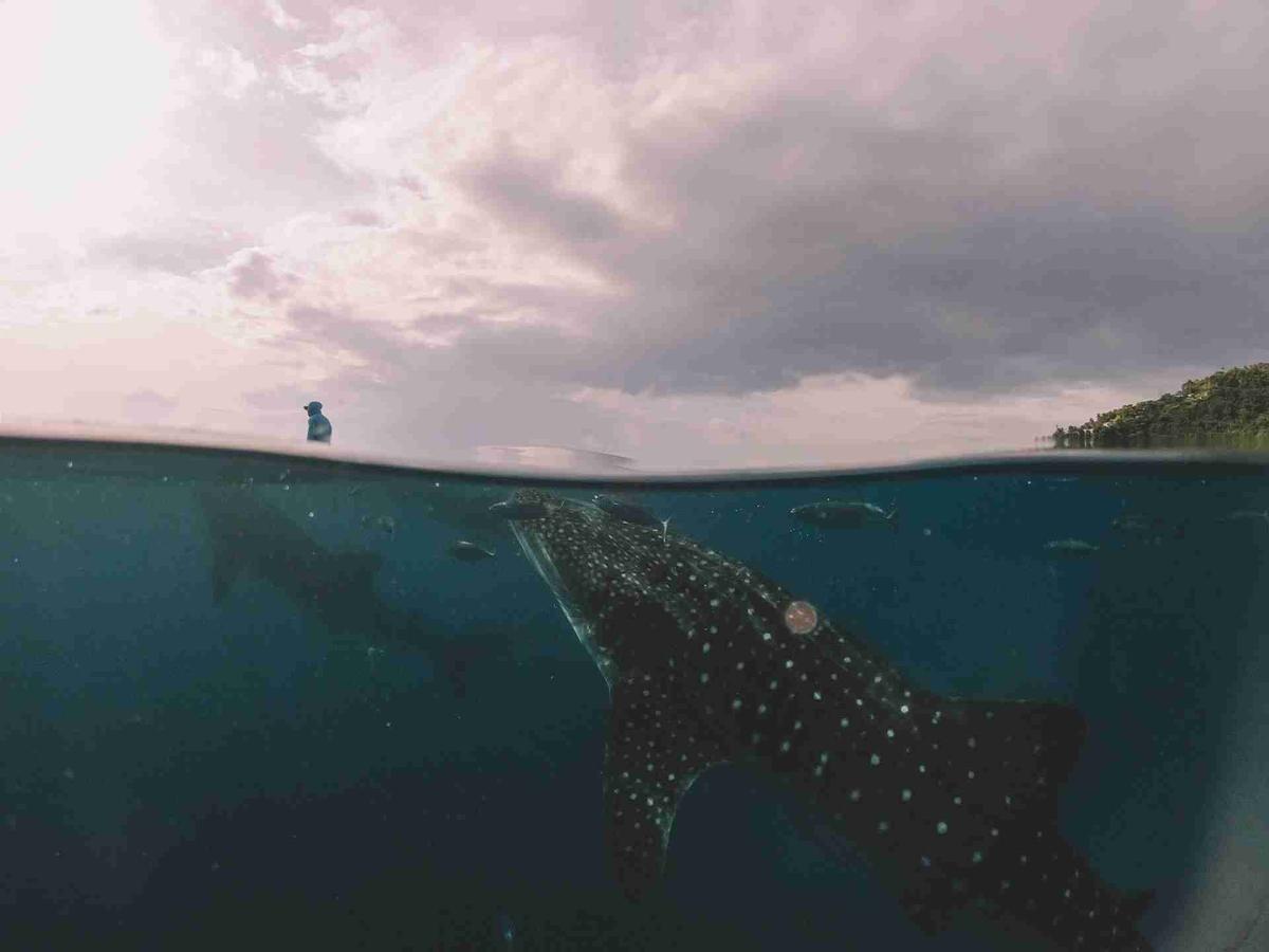 Whale shark underwater with a person above at the sea's surface.