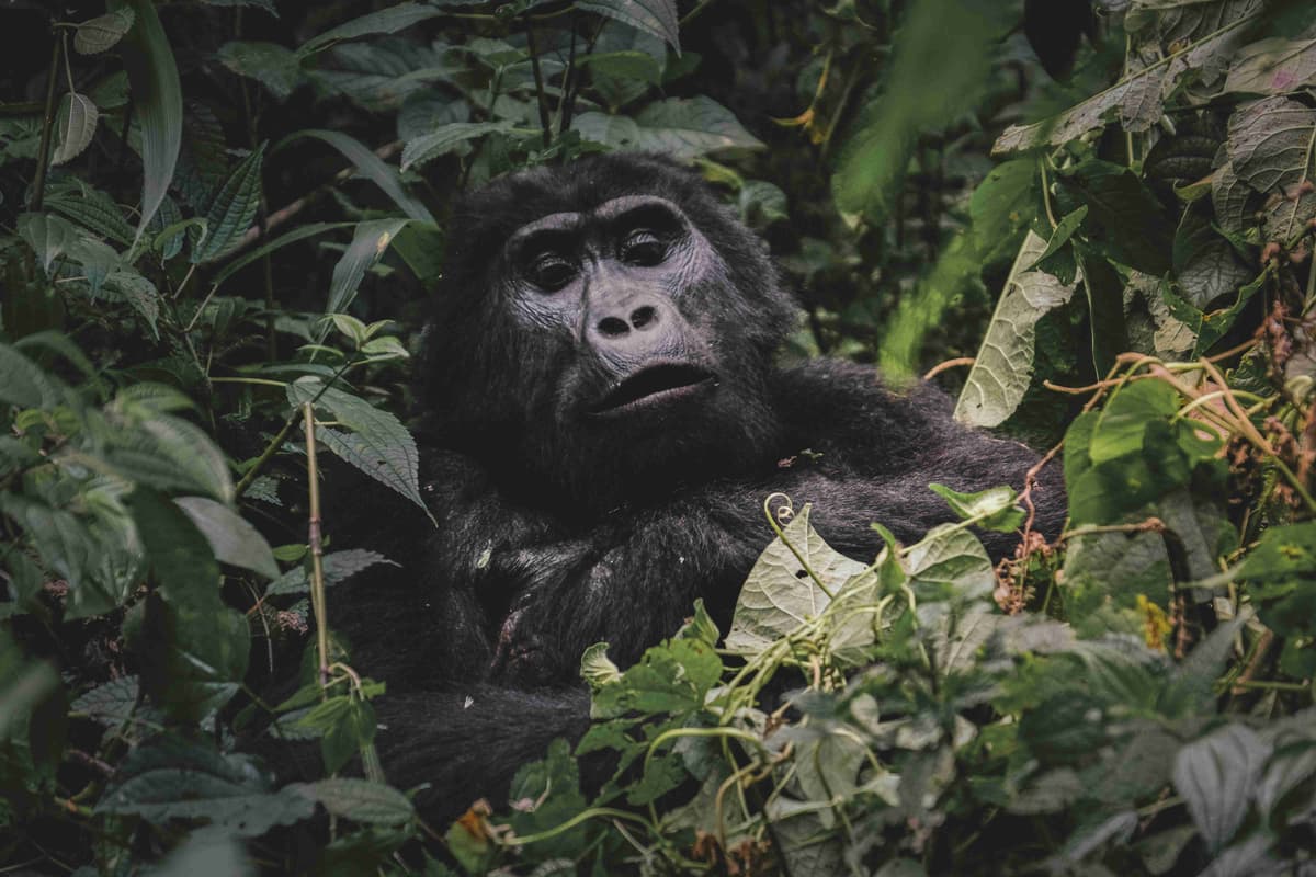 a-close-up-of-a-gorilla-in-a-forest