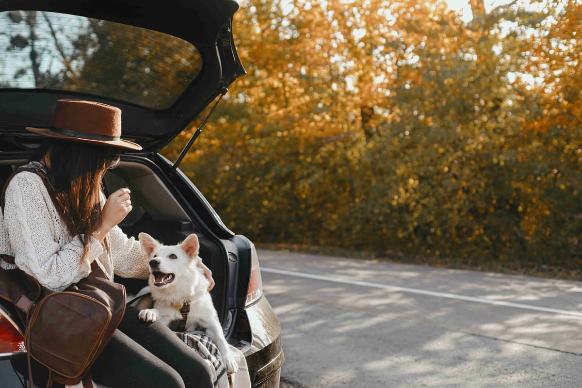 Crafting a DogFriendly Road Trip Planner The Ultimate Guide to Taking
