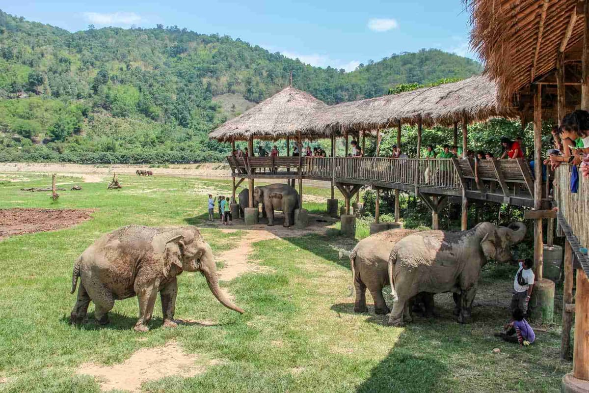 Elephant Nature Park - Review & Photos