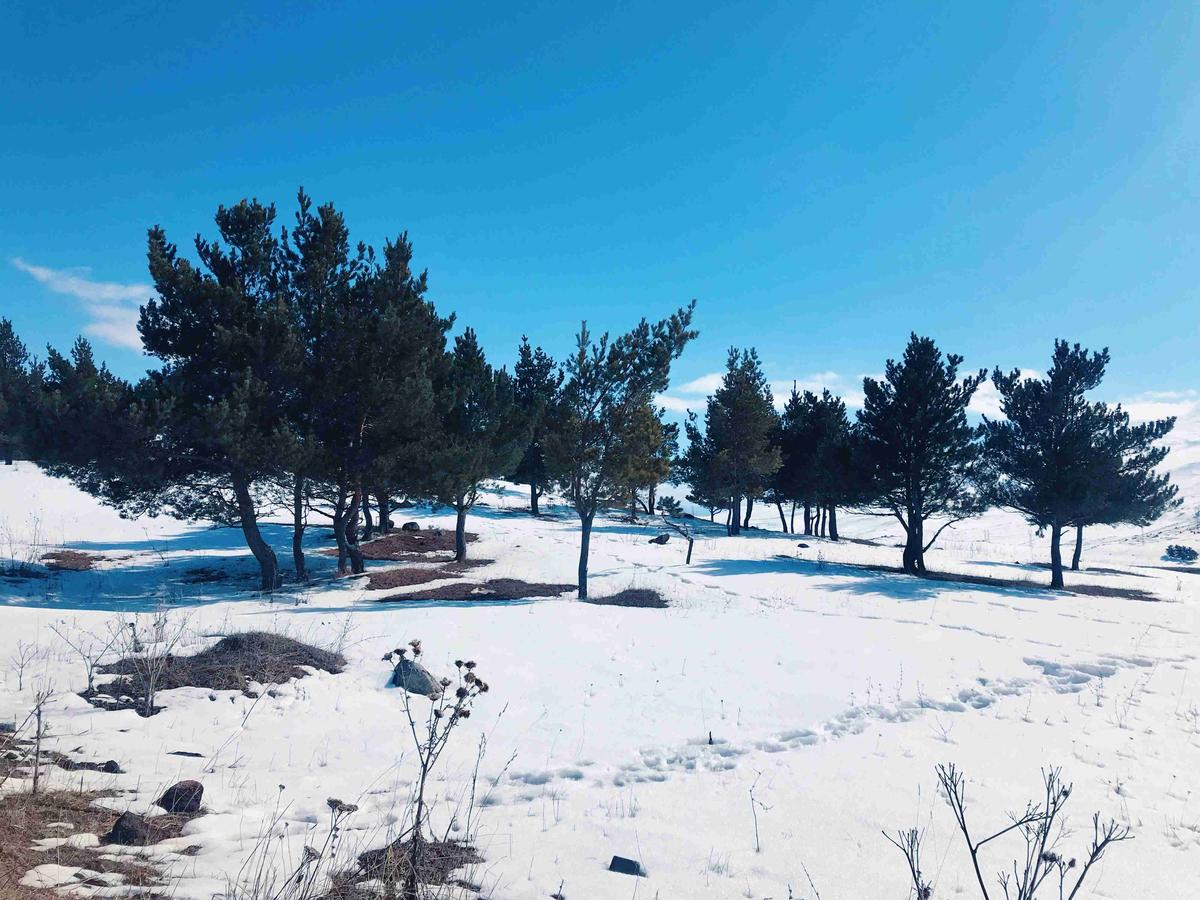 green-trees-on-snow-covered-ground-under-blue-sky-during-daytime