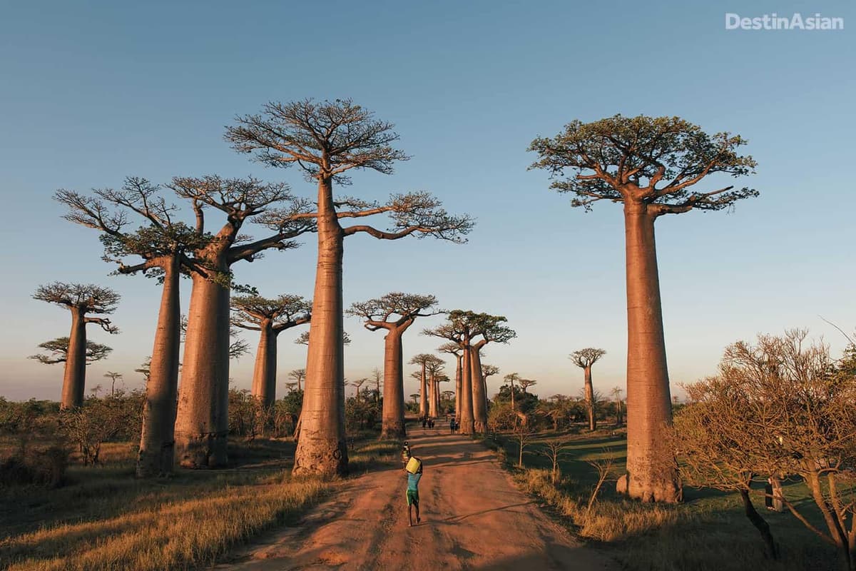 Madagascar ภาพประกอบพื้นหลัง