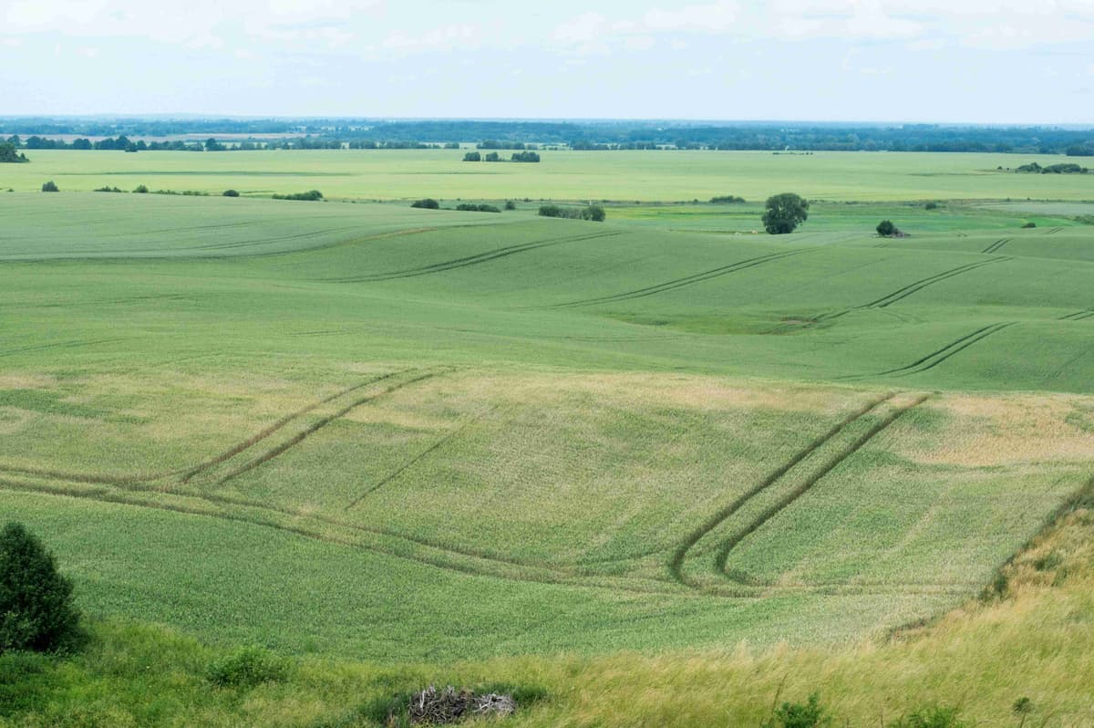 a-large-field-of-green-grass