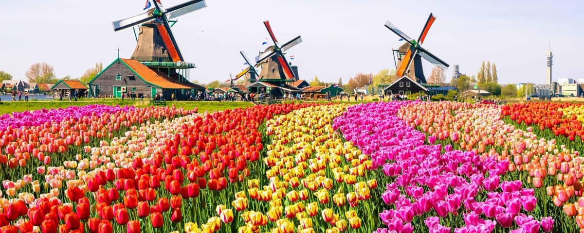 Netherlands ilustrasyon sa background