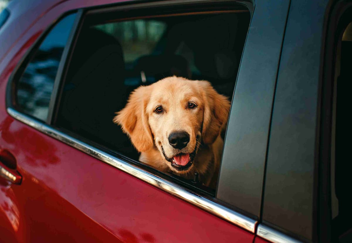 Crafting a DogFriendly Road Trip Planner The Ultimate Guide to Taking