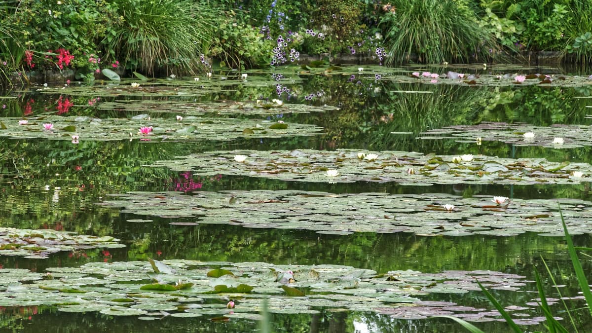 Kolam Lily Tenang dengan Lili Air Mekar