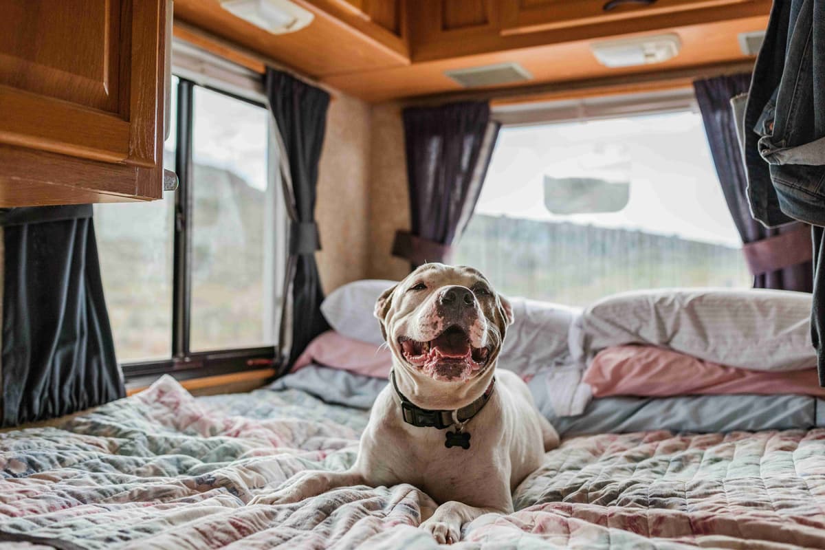 Crafting a DogFriendly Road Trip Planner The Ultimate Guide to Taking