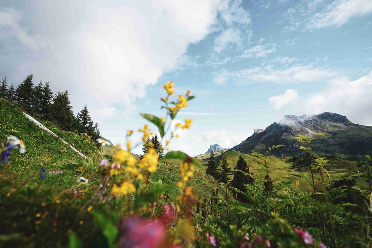 a view of a mountain with flowers in the foreground