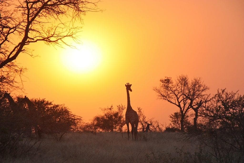 Zambia Hintergrundillustration