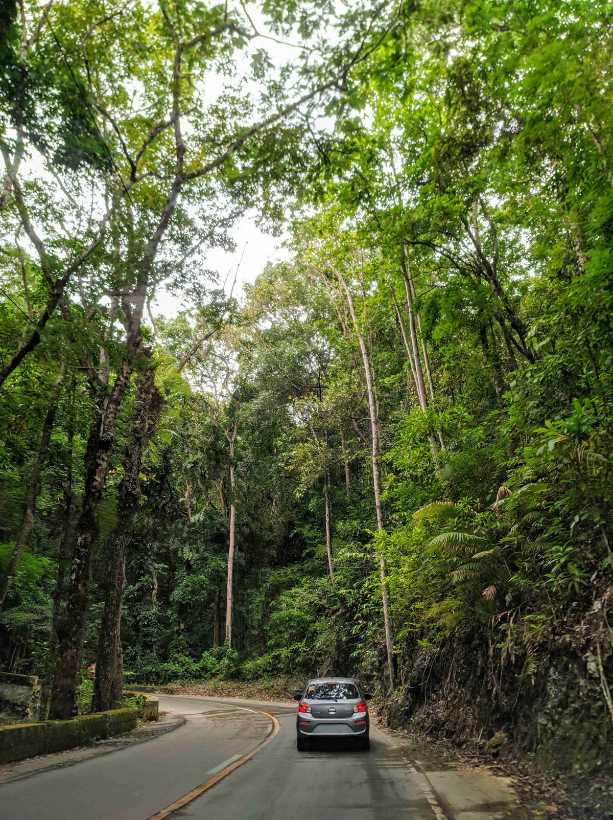 Car_Driving_on_Forest_Road