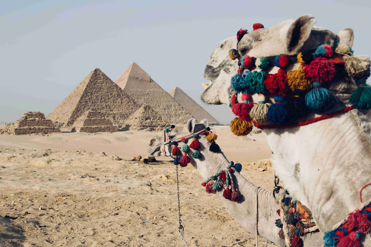 Decorated_Camel_with_Giza_Pyramids_in_Background
