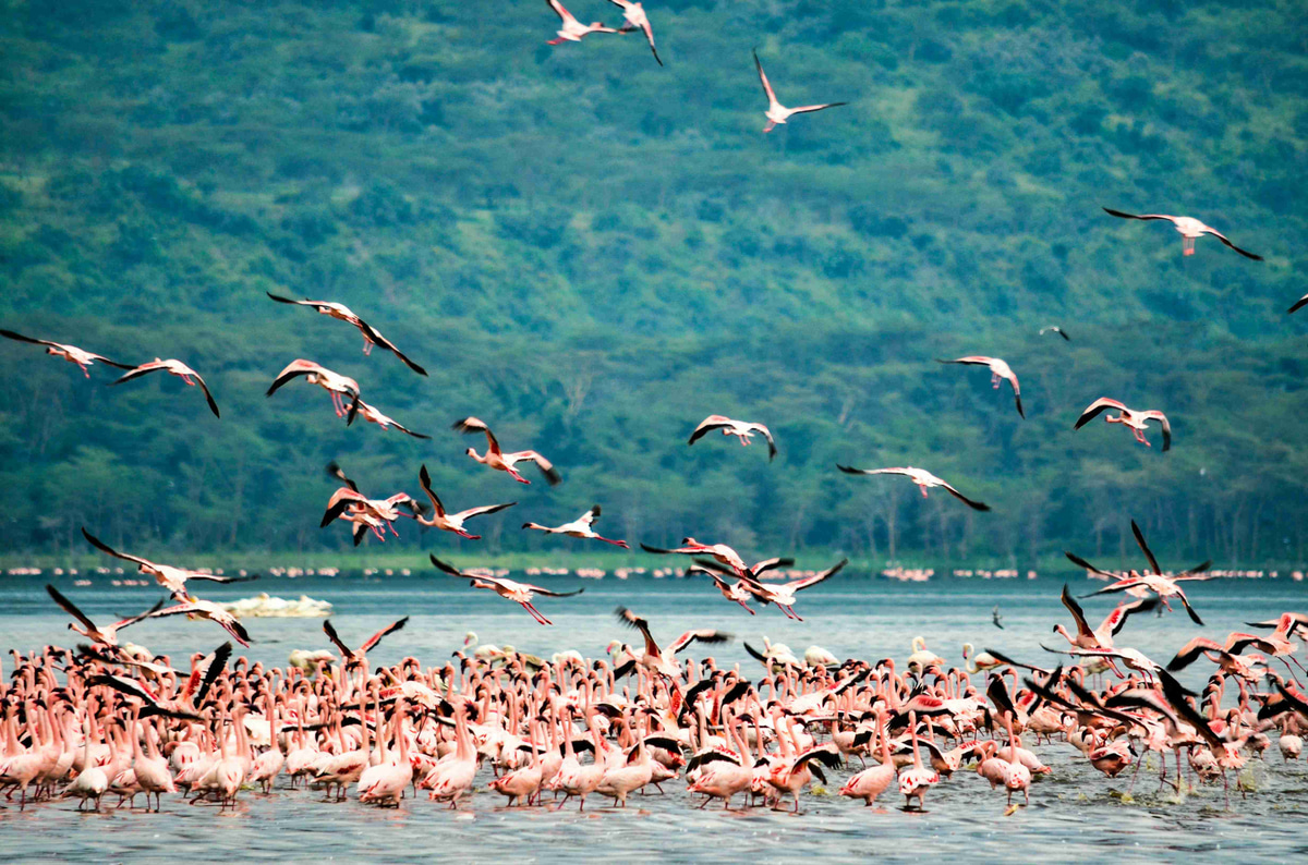 Flock_of_Flamingos_Taking_Flight_by_Lake
