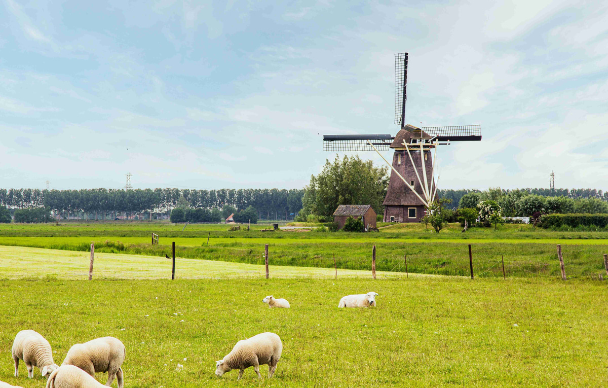 Pastoral_Dutch_Landscape_with_Windmill_and_Grazing_Sheep