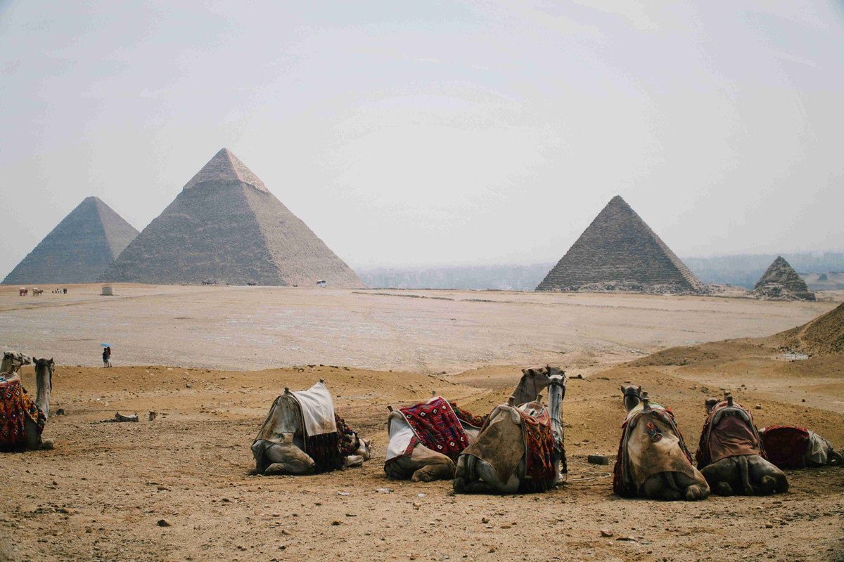 Resting_Camels_in_Front_of_Giza_Pyramids