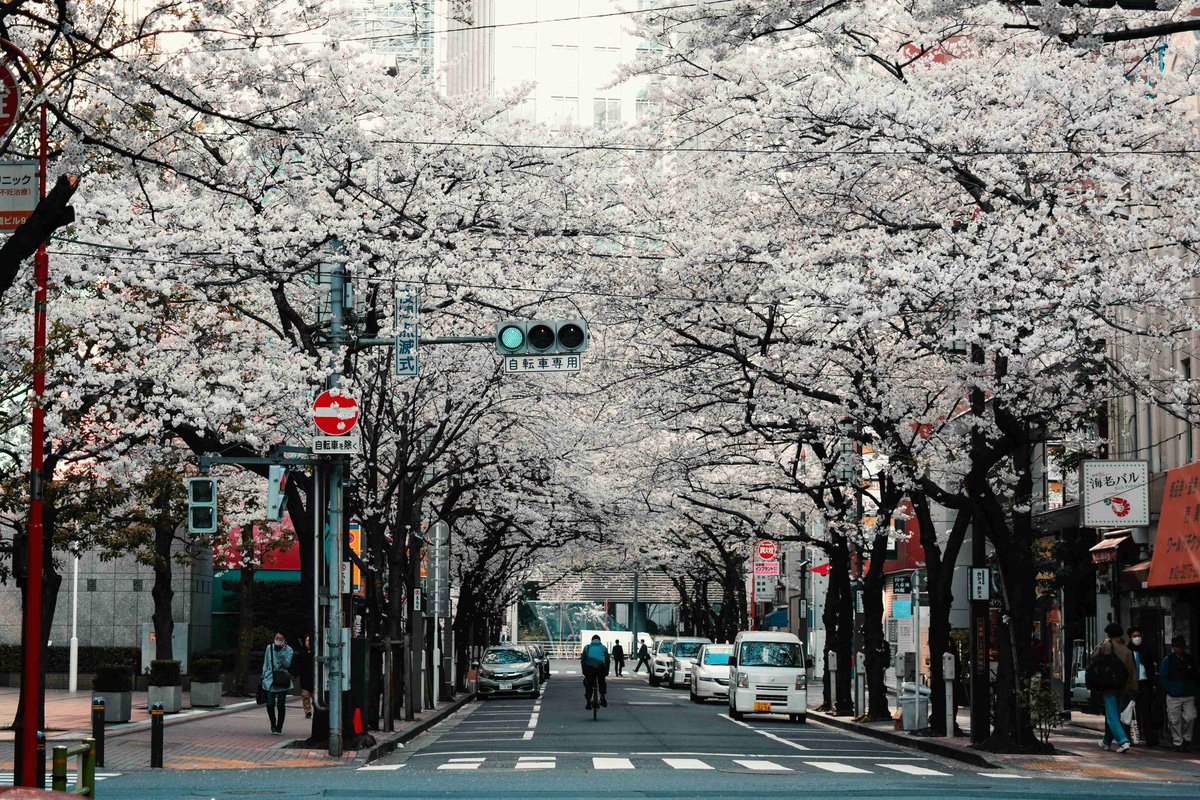 Sakura_Blossoms_Over_City_Street