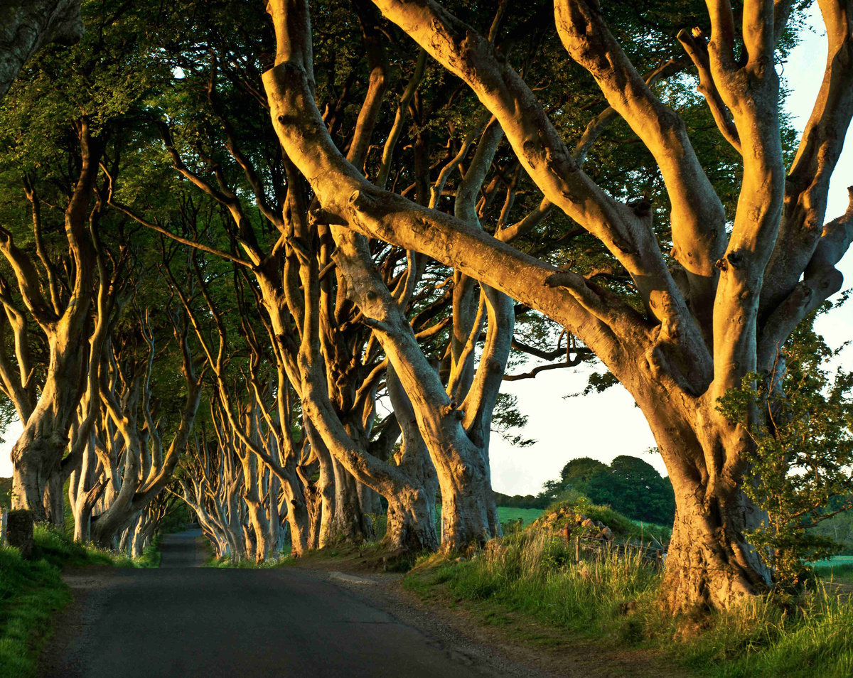 Sunlit_Twisted_Trees_Along_Country_Road