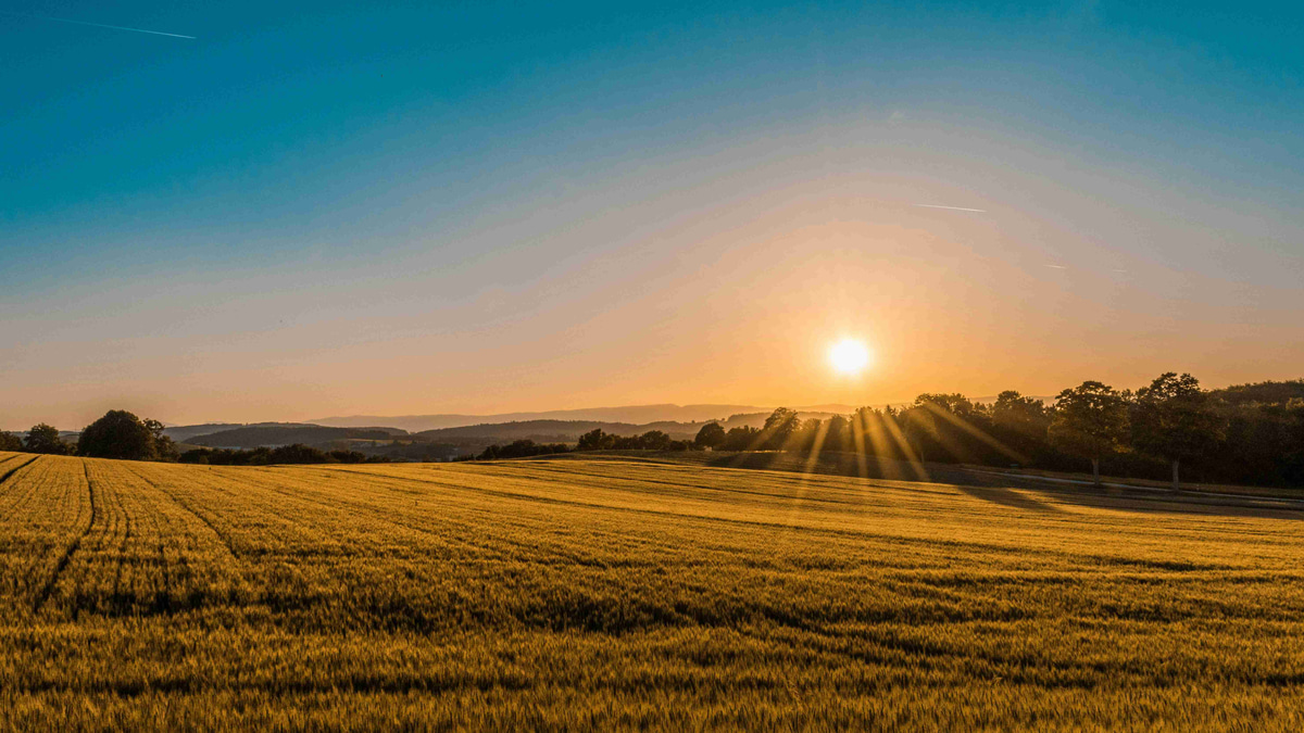 sunset-over-wheat-field