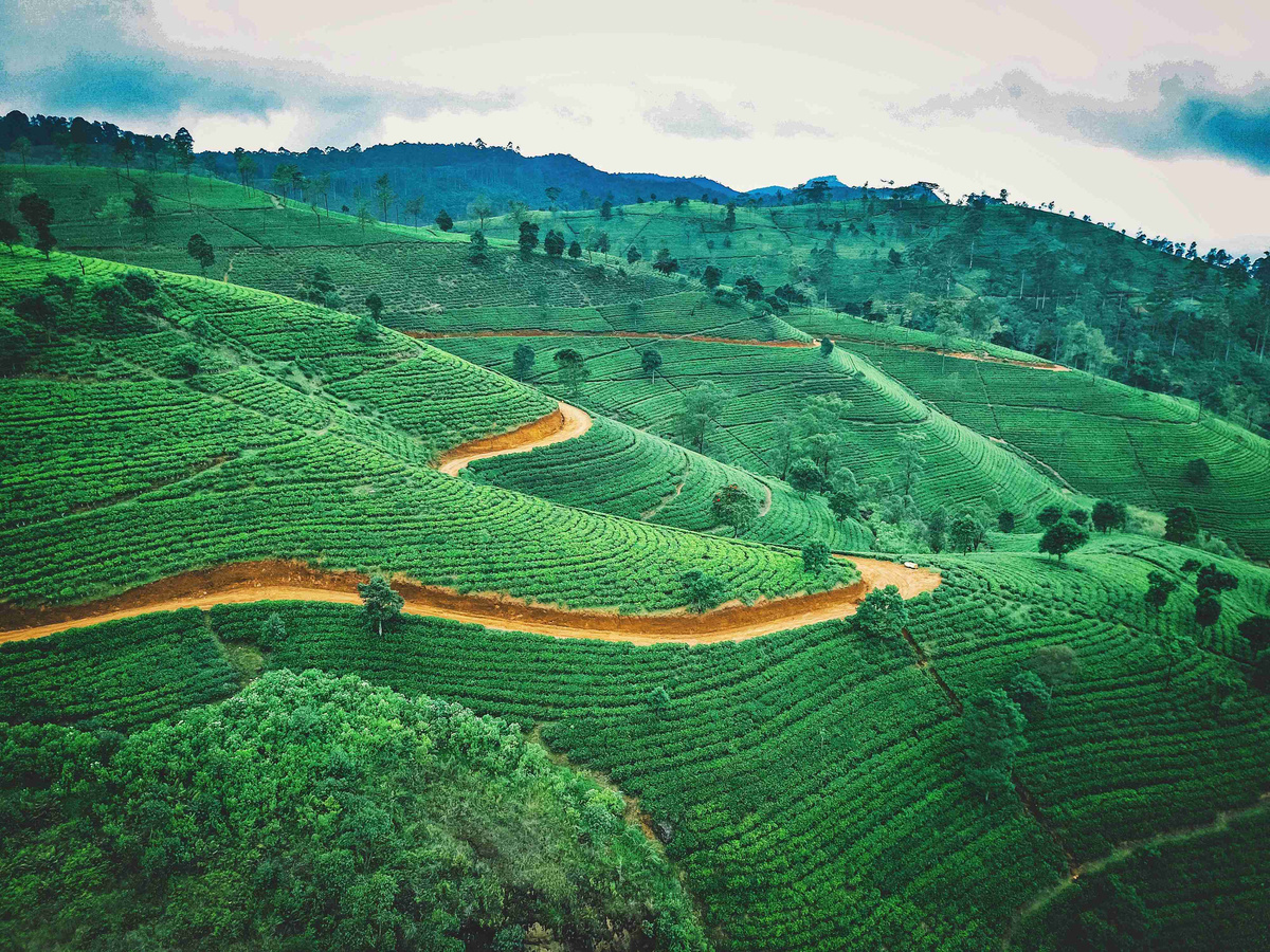 Green_Hills_Terraced_Farming