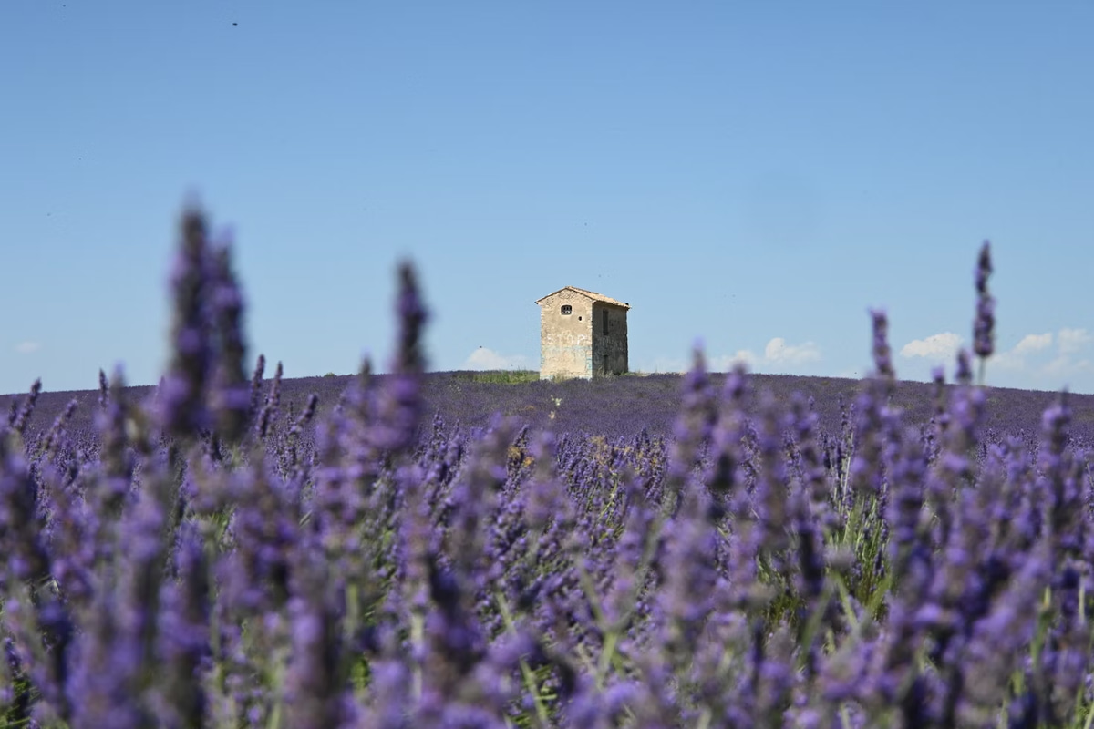 lavender-field-stone-house.png