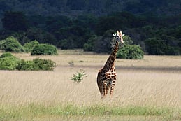 Rwanda Driving Guide