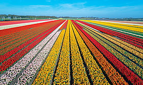 Netherlands Driving Guide