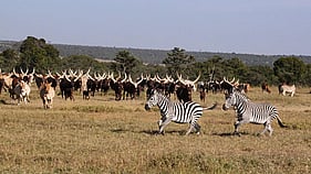 South Sudan Driving Guide