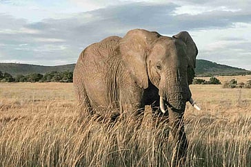Safari So Good: A Thrill Seeker’s Guide to a Road Trip in Kenya