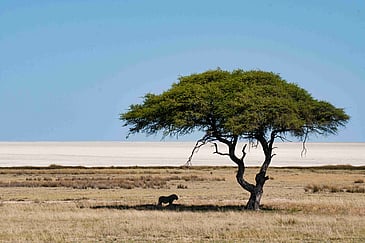 Best Time to Visit Kenya