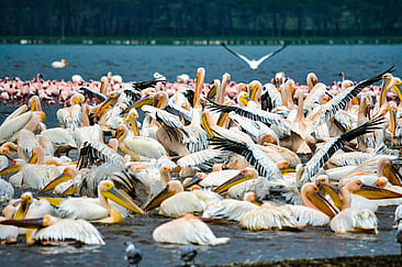 Into the Wild: A 5-Day Kenya Road Trip for Outdoor Enthusiasts