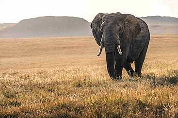 Things to Know Before Traveling to Kenya: Essential Guide