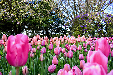 Road Trips to Spring Bliss: Top Festivals Around the World to Visit by Car