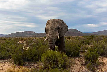 How to Book a $200 South African Safari with Uber