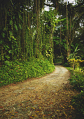 From Coast to Cove: 5 Epic Jamaica Road Trip Routes for Your Itinerary