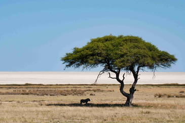 Best Time to Visit Kenya