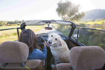 Crafting a Dog-Friendly Road Trip Planner: The Ultimate Guide to Taking an Epic Road Trip With Your Dog