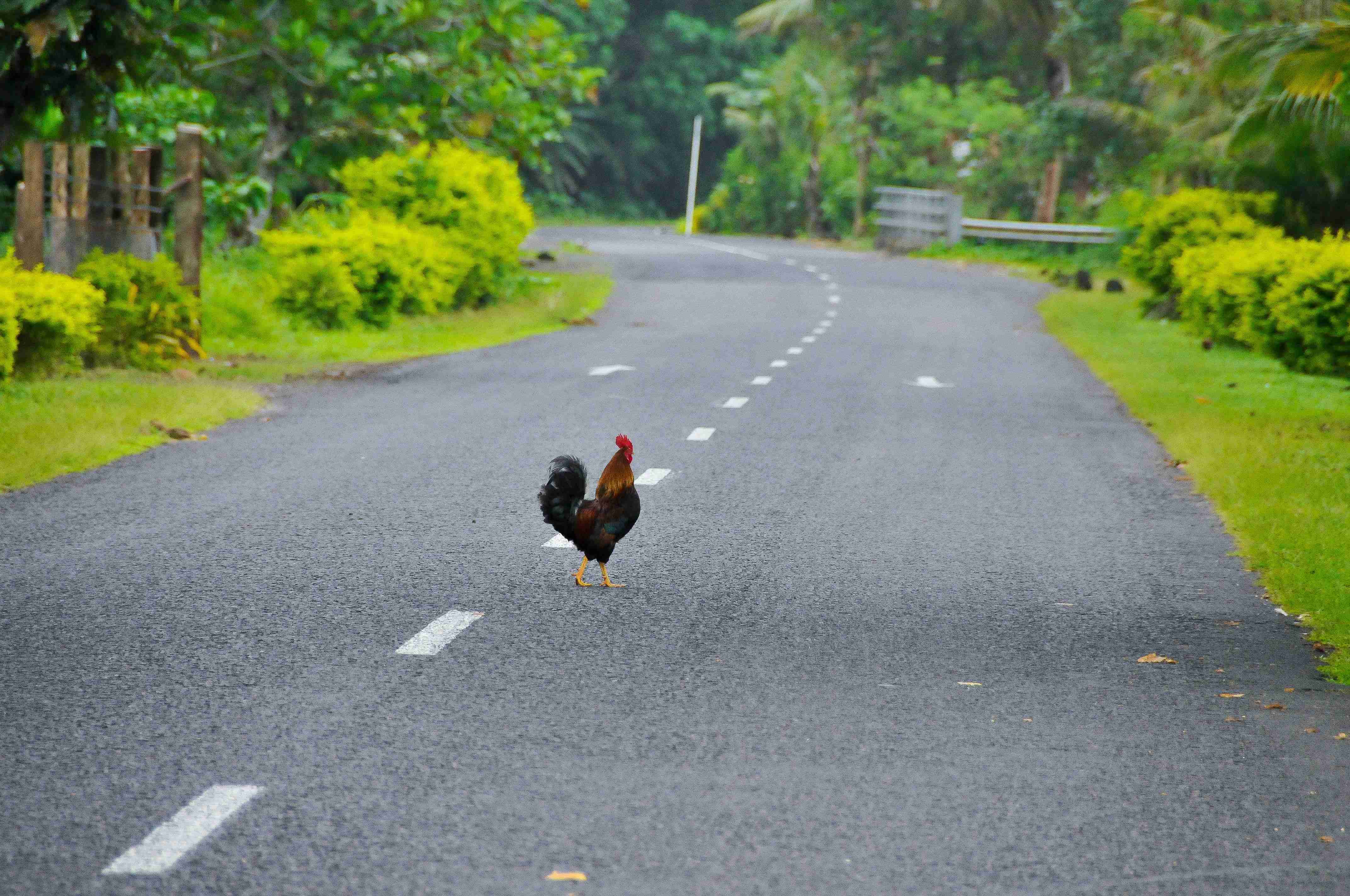 Driving in Samoa: Travel Guide, image size:4288x2848